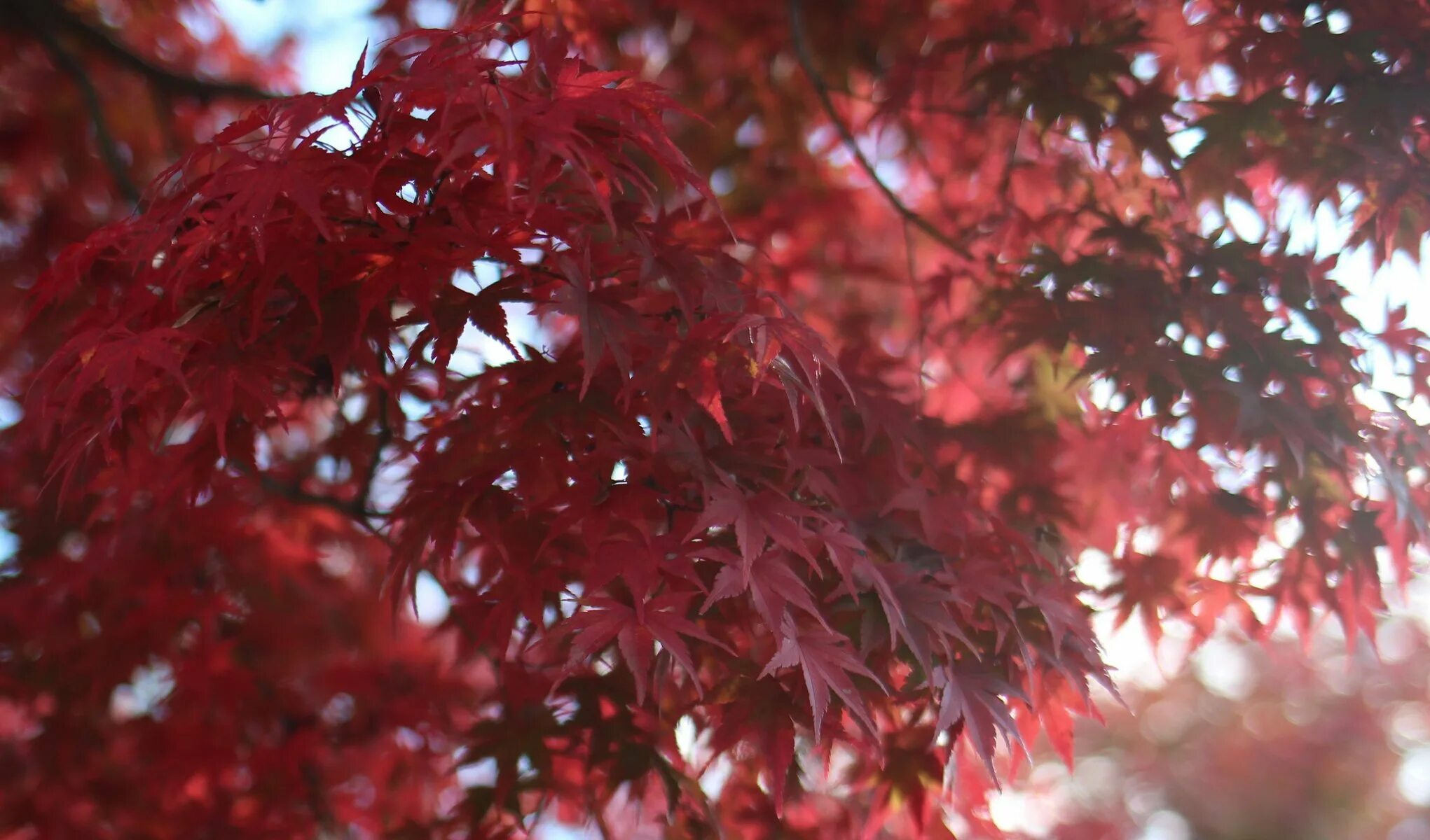 Acer rubrum (клен красный) 'Red Sunset'. Клён канадский краснолистный. Клен красный Сканлон. Канадский клен бордовый. Фото цвета красное дерево