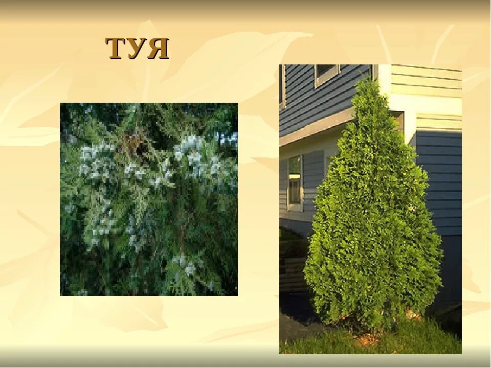 Чем отличаются туи. Туя и можжевельник разница. Туя западная холмструп. Чем отличаются туи. Туя западная (видовая, складчатая, тедди, рейнголд).