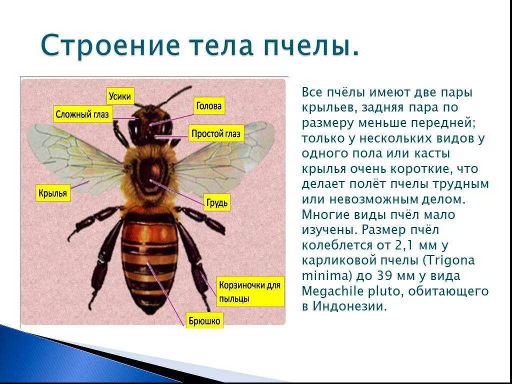 Пчела какая среда обитания. Внешнее строение пчелы 7 класс биология. Пчела строение тела. Пчела описание. Строение пчелы.