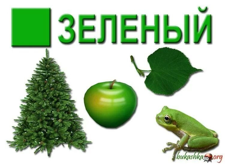 Всегда зеленого цвета