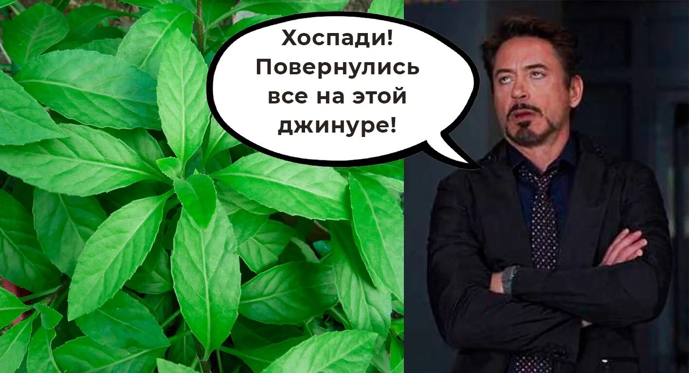 Джинура польза и вред для организма человека. Джинура листья бога. Шпинат джинура. Джинура польза и вред для организма человека. Джинура польза и вред для организма человека.