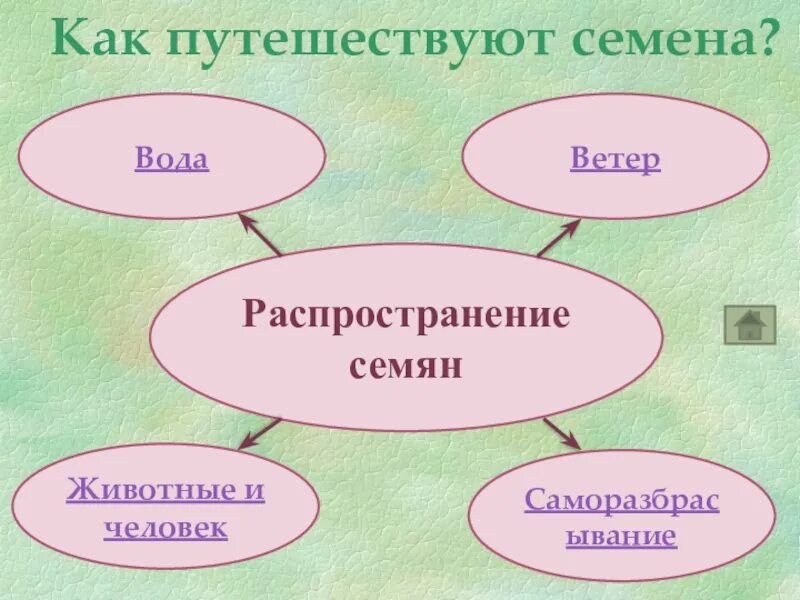 Распространение семян растений ветром. Схема распространения плодов и семян. Способы распространения семян. Как путешествуют семена. Распространение семян ветром и животными