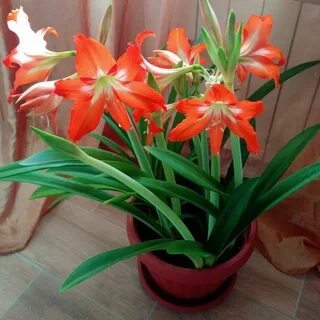 Оранжевая лилия комнатная