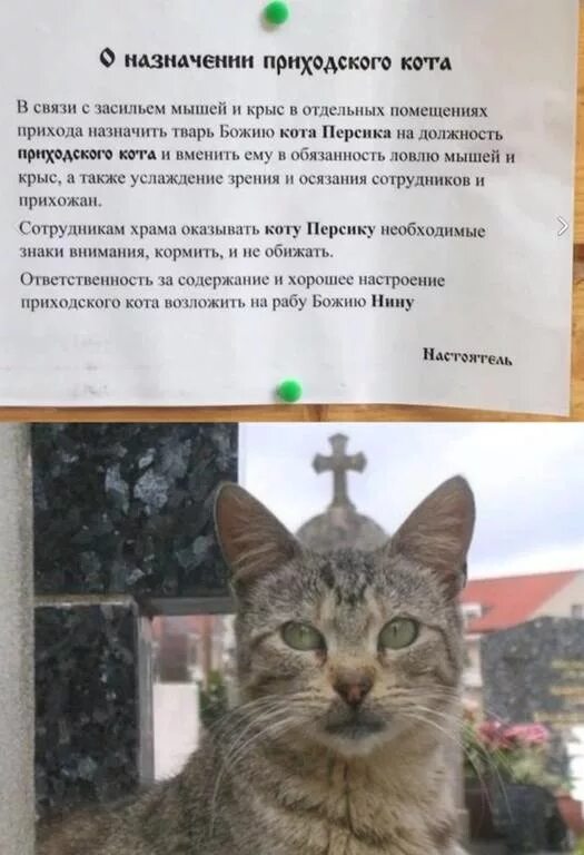 как зовут вашего кота. почему кошки божьи твари. коты в монастыре. 2 котика в коробочке. почему кошки божьи твари.