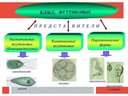 Примеры колониальных форм жгутиковых