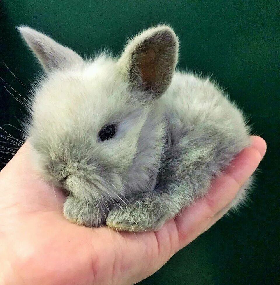 Кролик 7 лет. Кролик Пигмей. Карликовый кролик Пигмей. Ангорский карликовый кролик. Короткошерстный карликовый кролик.