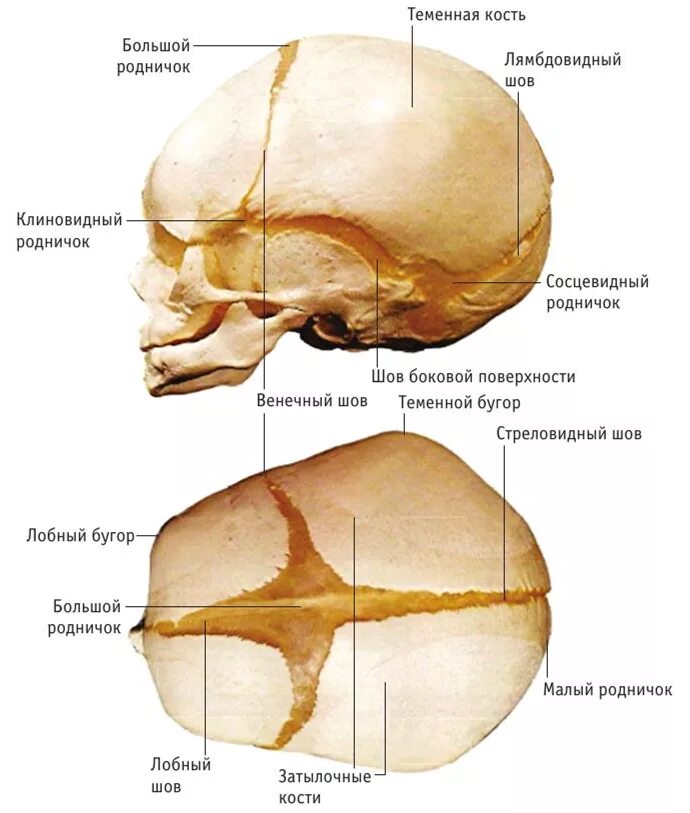 Швы большого родничка. Строение черепа роднички и швы. Соединение костей черепа роднички. Роднички черепа анатомия. Строение костей черепа у грудничка.