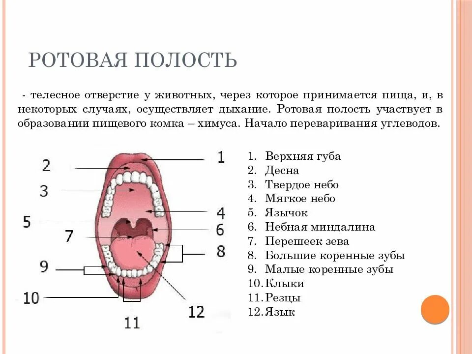 Образования ротовой полости. Строение ротовой полости животных анатомия. Строение ротовой полости КРС. Строение ротовой полости собаки. Ротовая полость собаки анатомия.