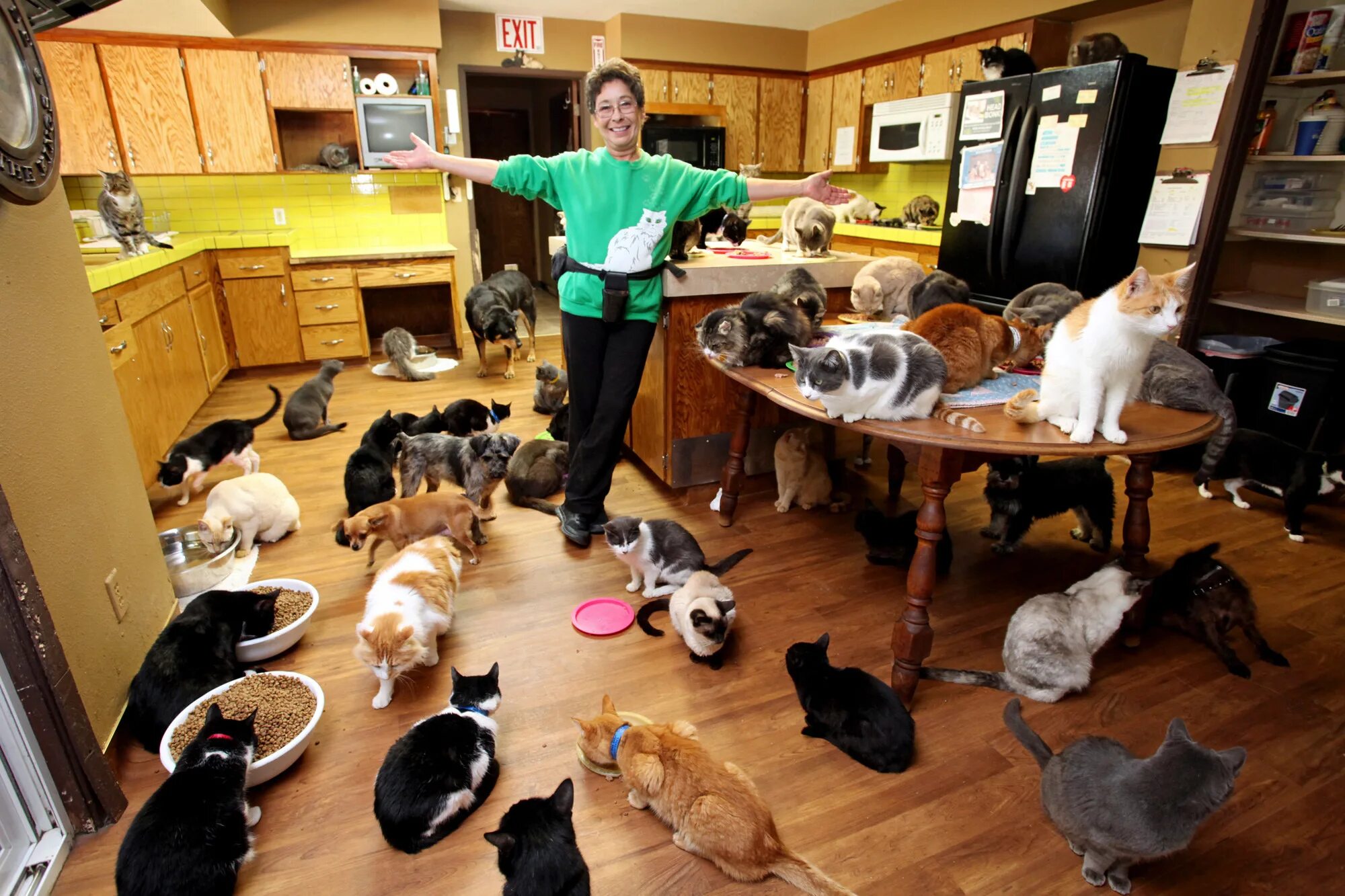 Взять на дом. Много котов в квартире. Много животных в квартире. Домашние животные для квартиры. Женщина с кучей кошек.