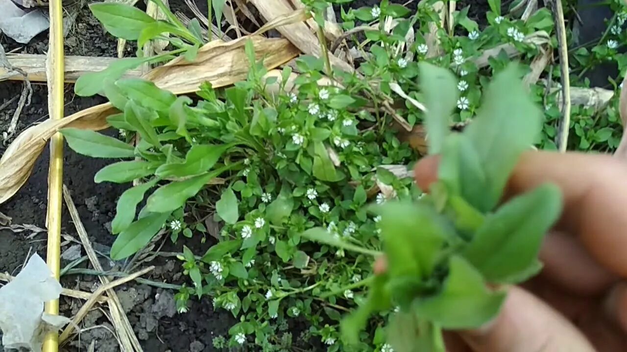 Мокрица трава в огороде. Мокрица трава. Мокрица рассада. Мокрица прополка. Мокрица белая.