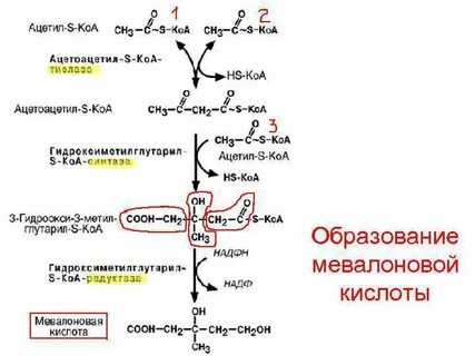Соединение ацетил радикала и ацетил коа