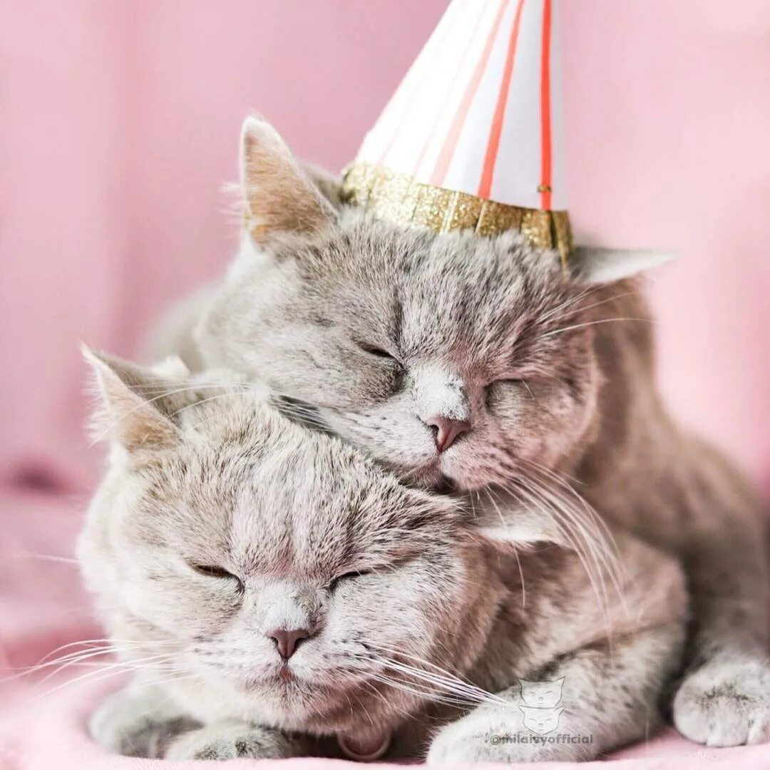 Котики любовь. Кошачья любовь фото. Котики любовь. Кошки любовь. Котики обнимаются.