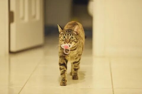 Нервная кошка