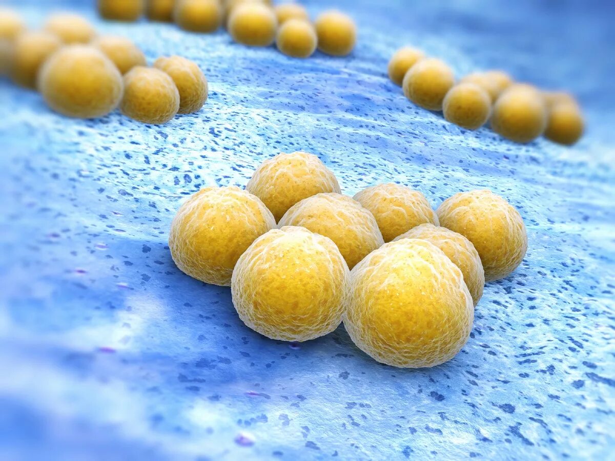 Стафилококк золотистый Staphylococcus aureus. S. aureus золотистый стафилококк. Золотистый стафилококк MRSA. Бактерии стафилококки.