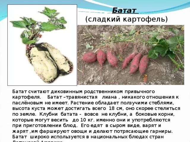 Полезные свойства батата. Полезные свойства батата
