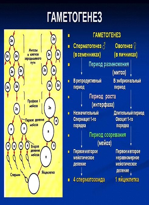 Типы гаметогенеза. Периоды сперматогенеза и овогенеза. Первое деление мейоза в сперматогенезе. Период сперматогенез овогенез таблица. 2 Процесса: овогенез и сперматогенез.