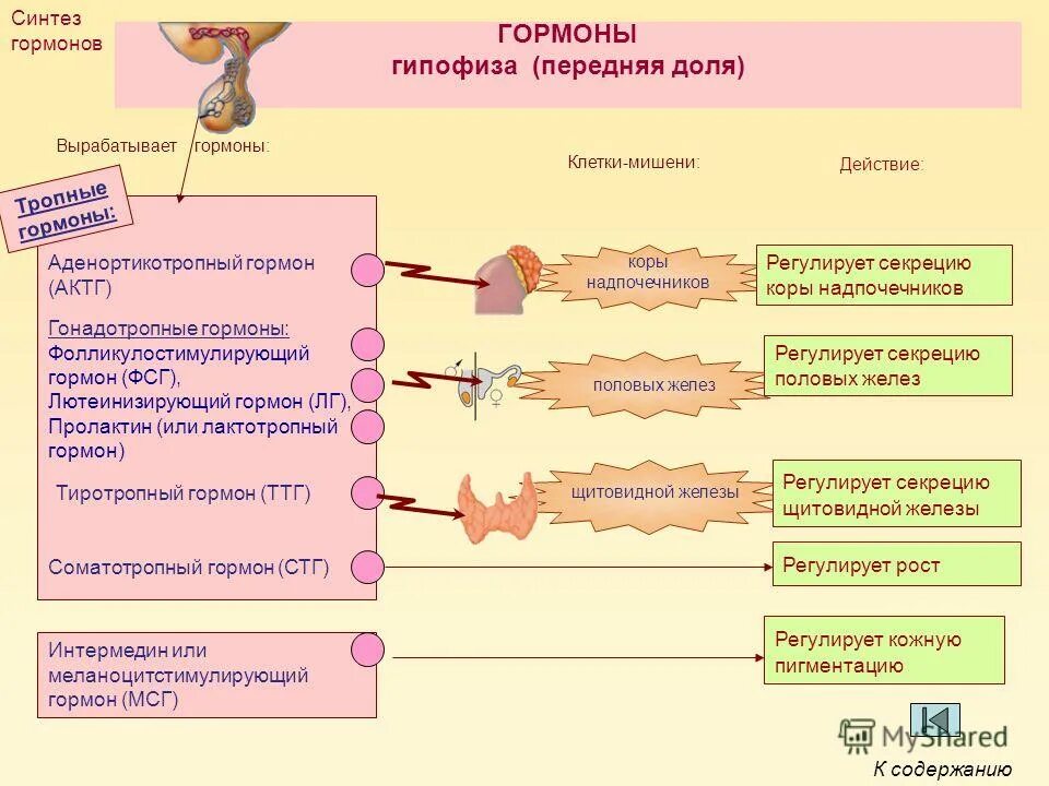 Гормоны гипофиза актг