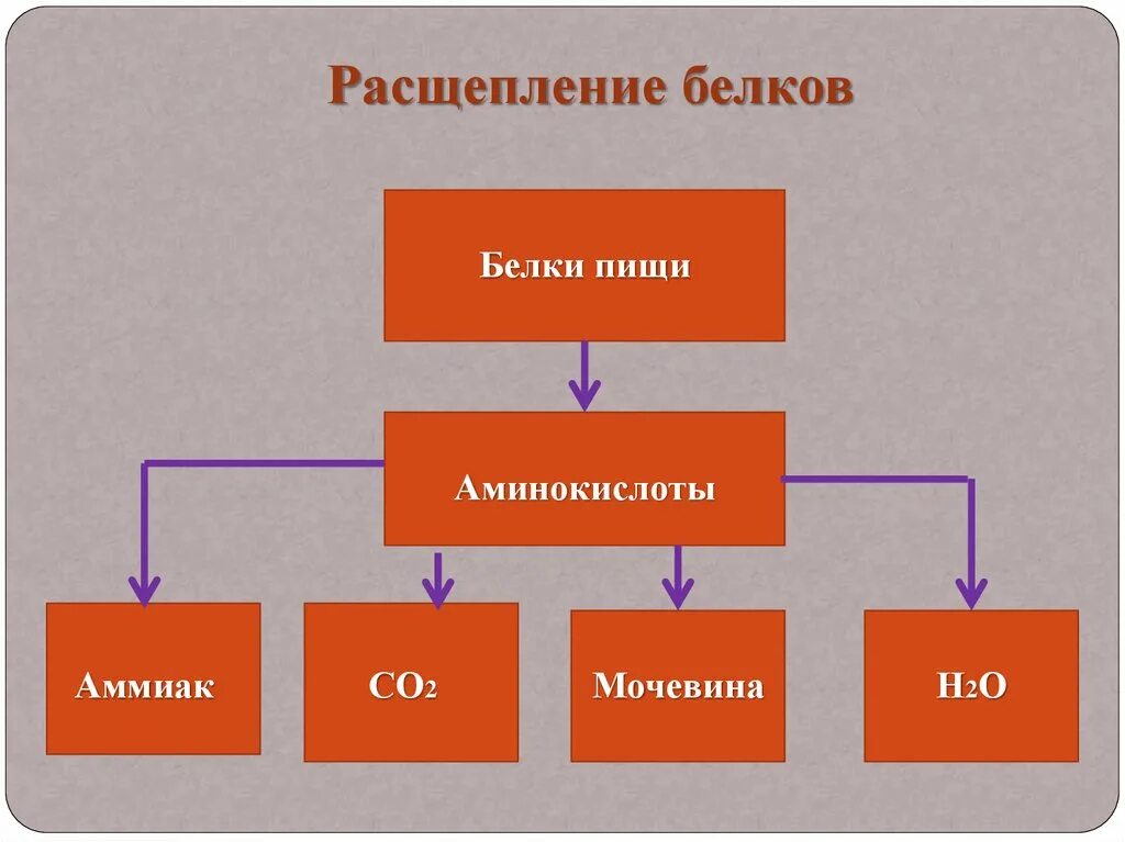 Завершение расщепления белков углеводов. Схема расщепления белков. схема расщепление белков в организме. распад белков. схема процесса расщепления белка в организме.