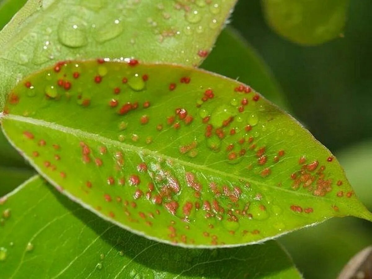 Красные пятна на листьях. Грушевый галловый клещ Eriophyes pyri PGST. Галловый клещ на груше. Галловый паутинный клещ. Болезни груши галловый клещ.