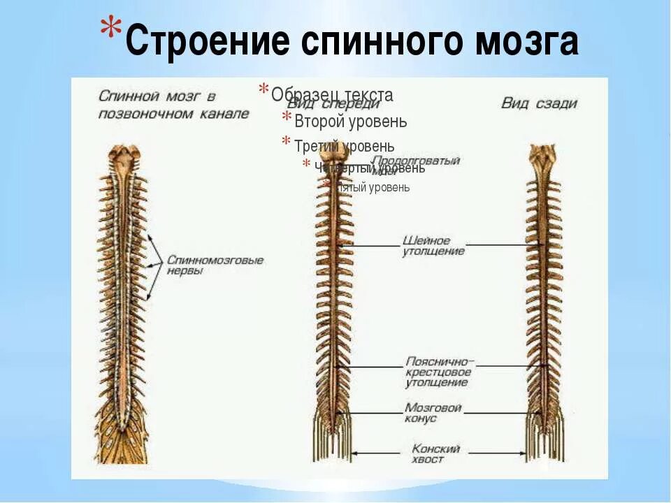 Наружнеее строение спинного мозга. Спинной мозг анатомия внутреннее строение ядра. Схема внутреннего строения спинного мозга анатомия. Наружное строение спинного мозга поверхности борозды. 31 пара передних корешков спинномозговых нервов.