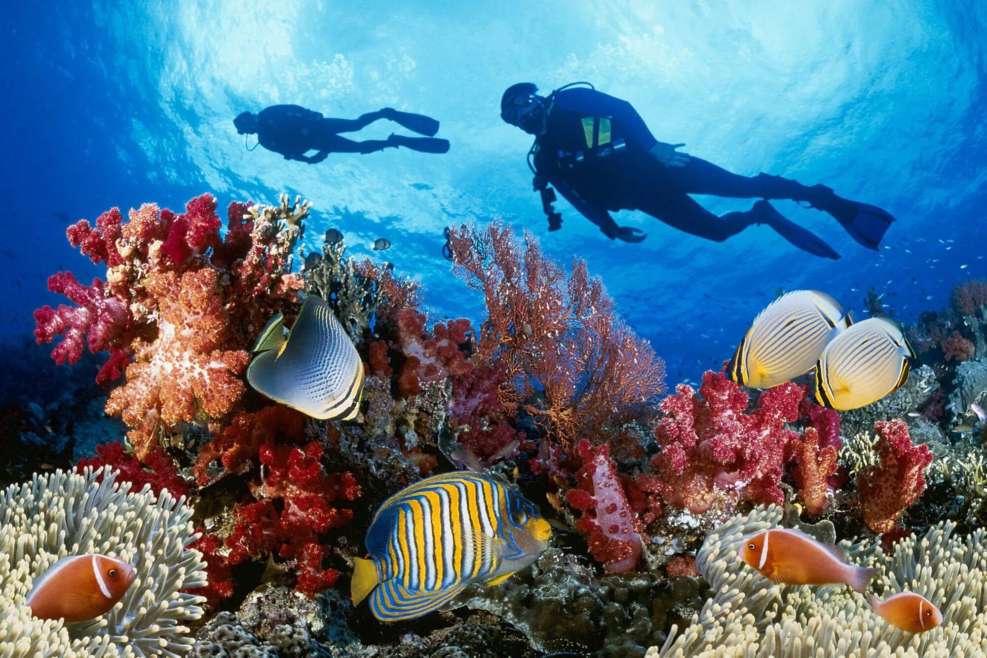 Reef tourism. Подводный мир Египта Шарм-Эль-Шейх. Подводный риф Марса Алам. Красное море Скуба дайвинг. Коралловый риф красное море аквалангист.