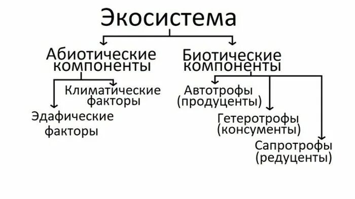 Основные компоненты экосистемы схема. Структурные компоненты экосистемы схема. Структура экологической системы таблица. Основные абиотические компоненты. Биология абиотические факторы таблица