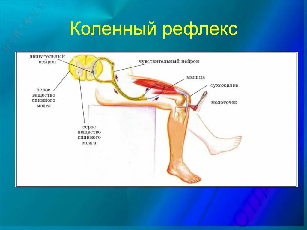 Рефлексы спинного мозга коленный рефлекс. Спинной мозг и схема коленного рефлекса. Дуга коленный коленный рефлекс. Рефлекторная дуга коленного рефлекса. Рефлекторной дуги коленного рефлекса человека