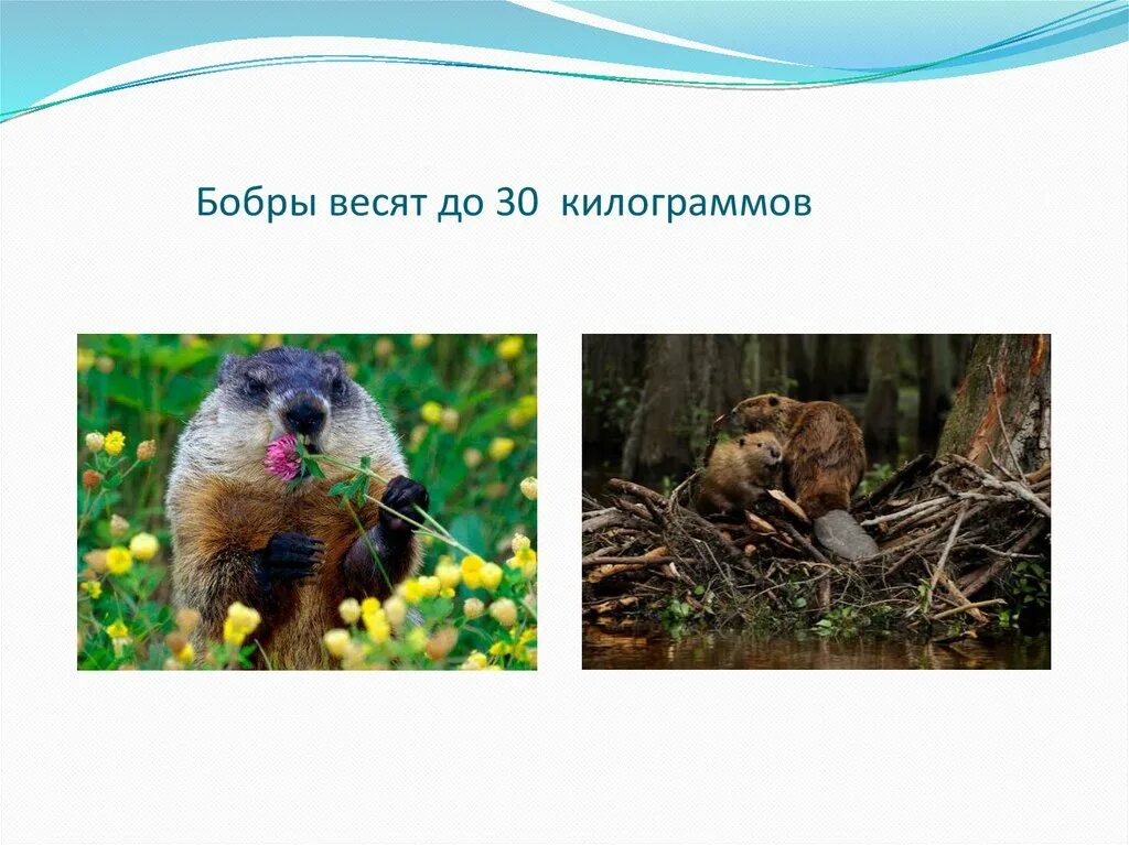 Сколько бобровых. Сколько весит бобер. бобер размеры.