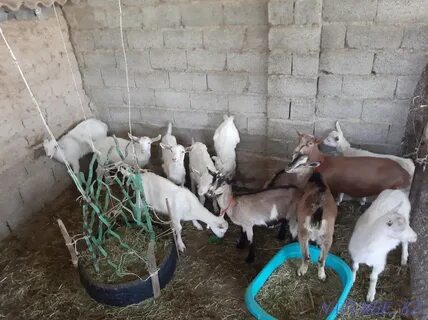 Katta eshakli ayollar bilan porno