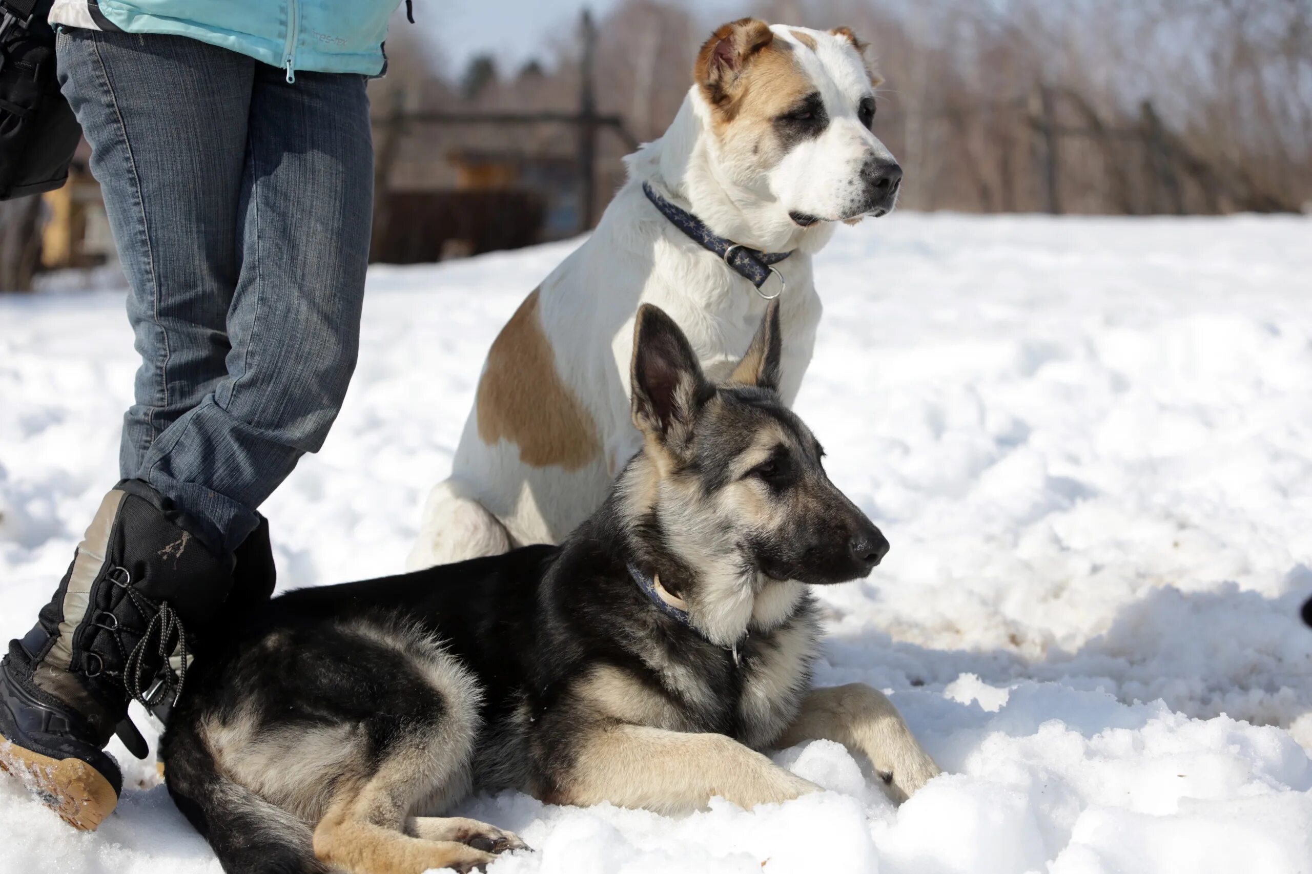собаки алматы. собаки в казахстане. собаки в алматы. собачка буся из приюта хвостатое счастье. собаки в алматы.