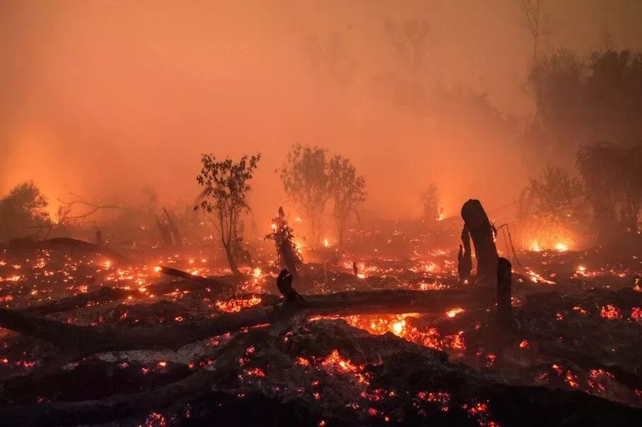 Лесной пожар на острове Калимантан (1982 г.), Индонезия. Пожар на острове Калимантан 1982. Лесной пожар Калимантан 1982. Лесные пожары в Индонезии 1997-1998.