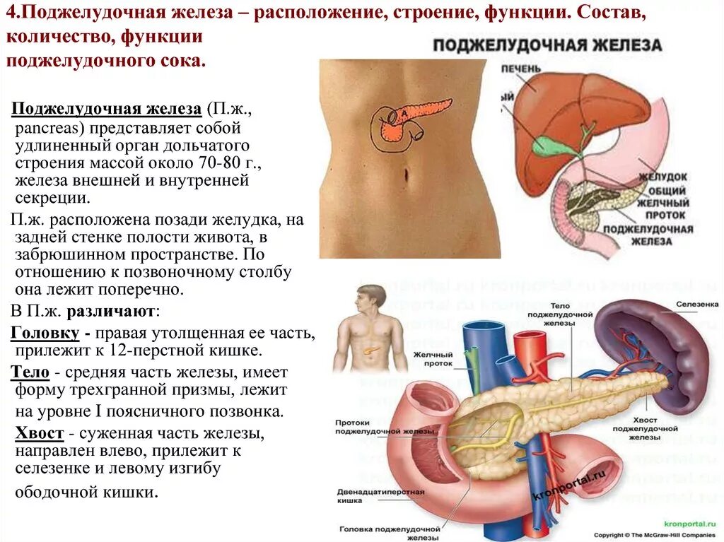 Где болит поджелудочная железа у женщин фото