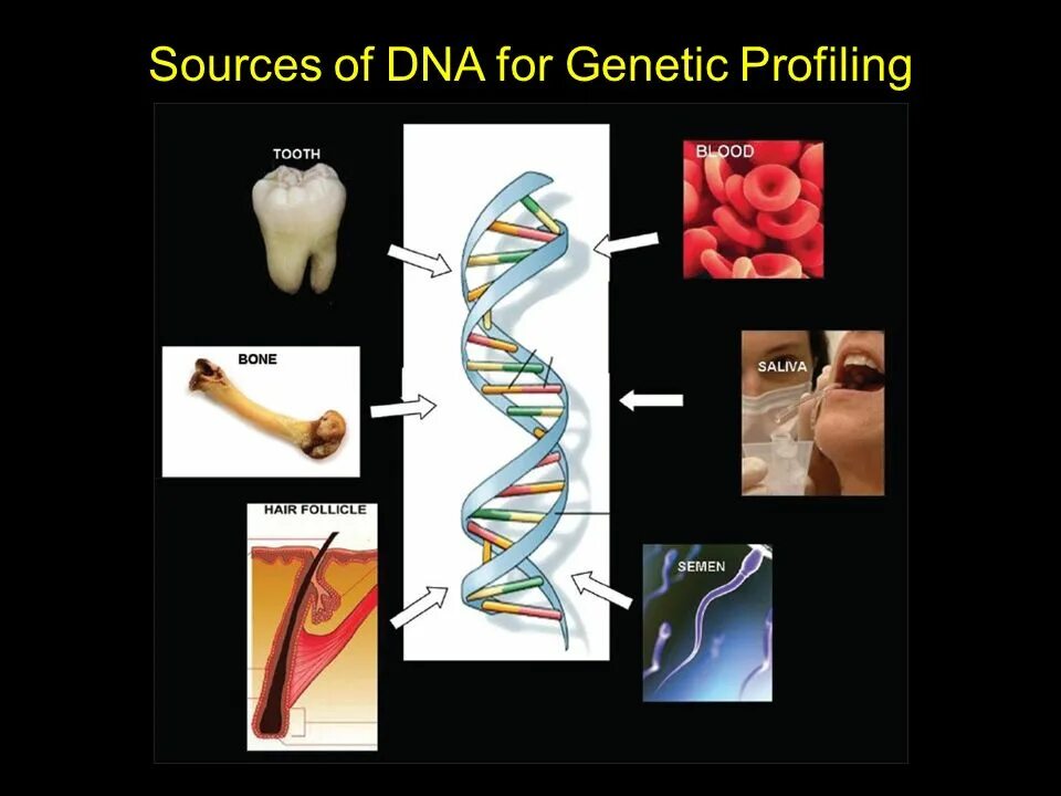 Генетика слюна. ДНК. Выделение ДНК человека. ДНК криминалистика. Исследование ДНК В криминалистике.