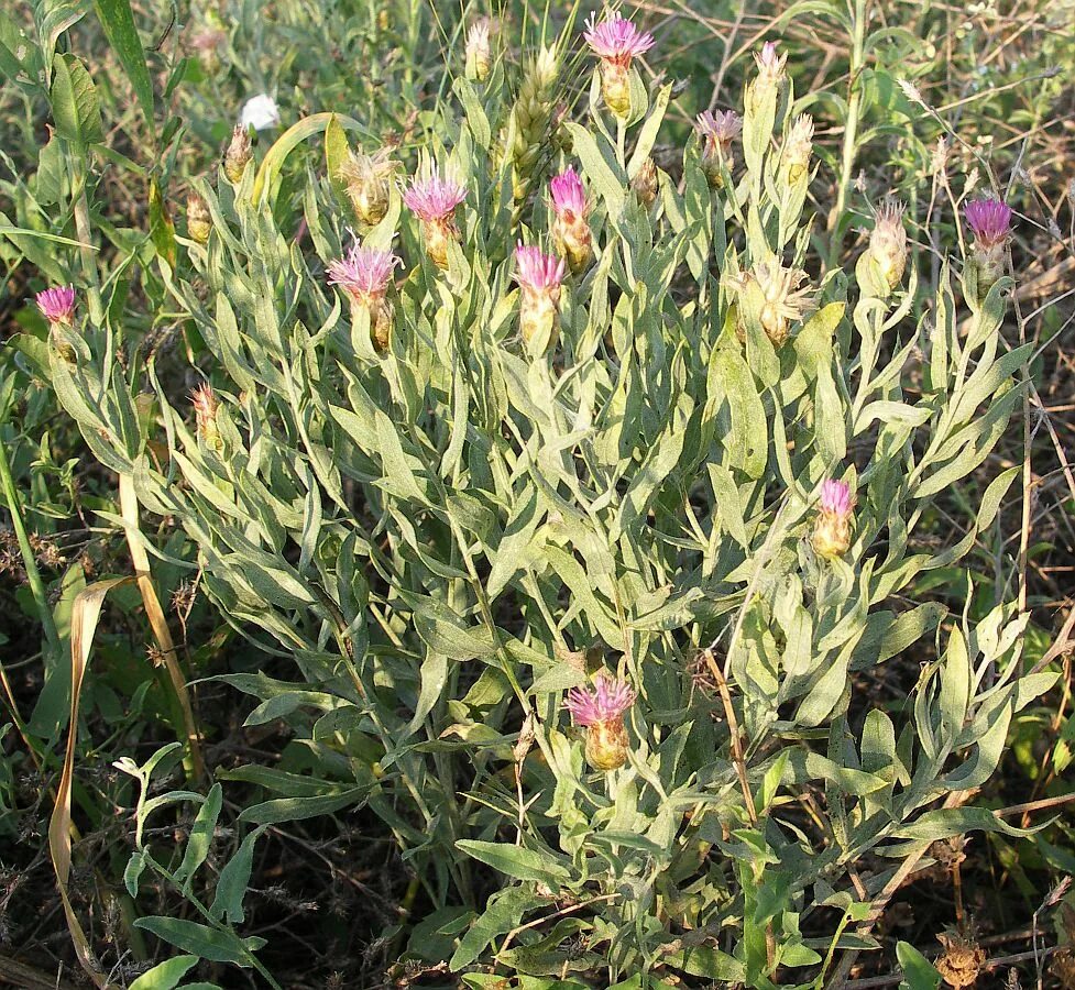 Acroptilon repens - Image of an specimen - Plantarium