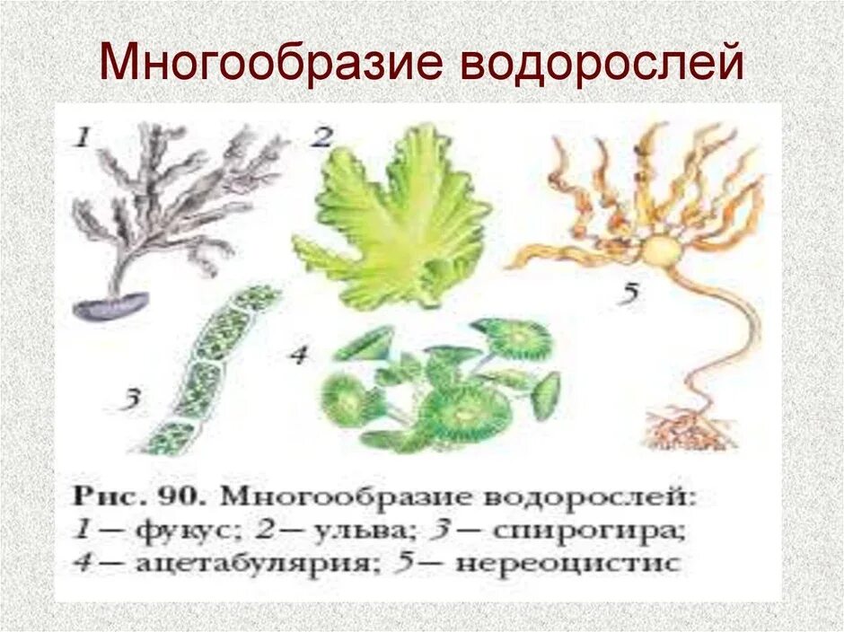 Разнообразие водорослей биология