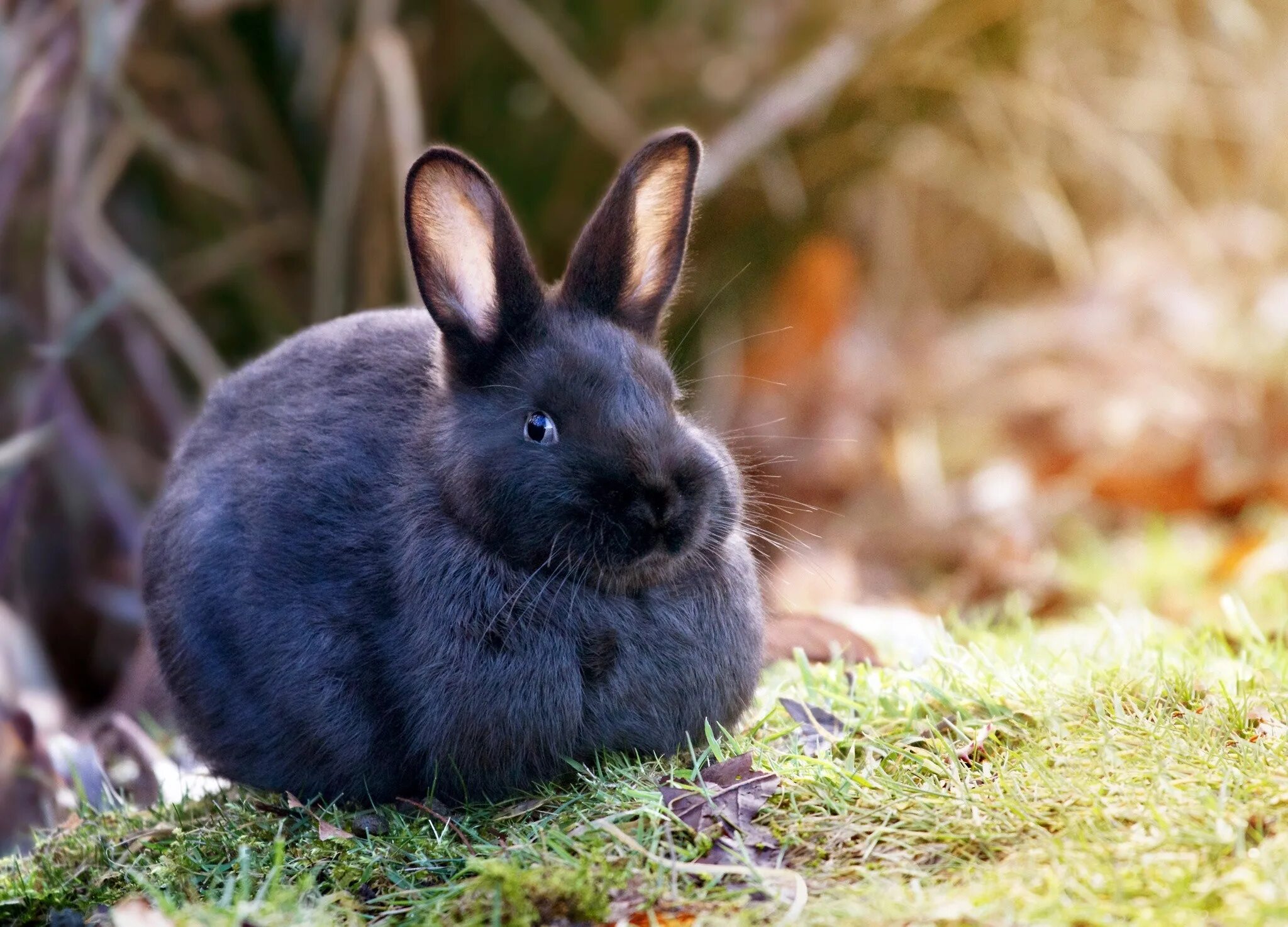 Animals rabbit. Тюрингский кролик. Красивый кролик. Кролик фото. Животные кролики.