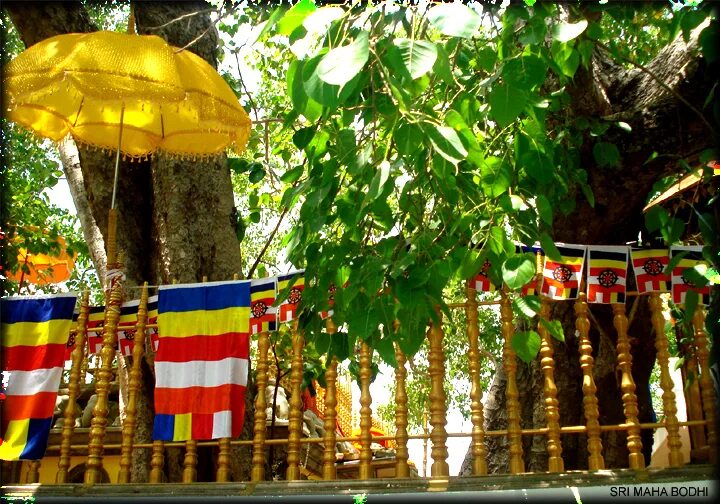 Sri Maha Bodhi. Jaya Sri Maha Bodhi. Jaya Sri Maha Bodhi Tree. Бодха Шри Ланка.