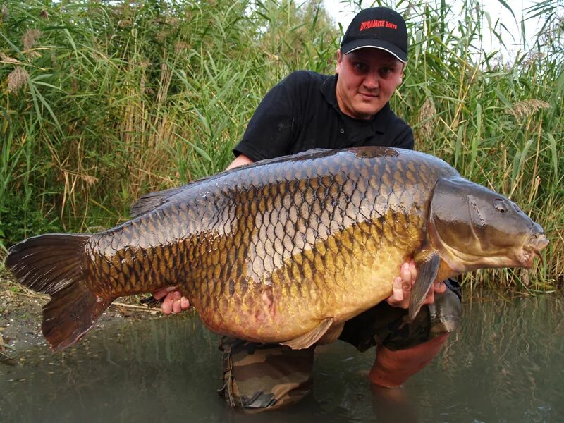 сазан водится. астраханская рыба сазан. вещеулов сазан. сазан, обыкновенный карп. сазан водится.
