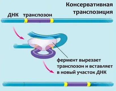 Виды транспозиции