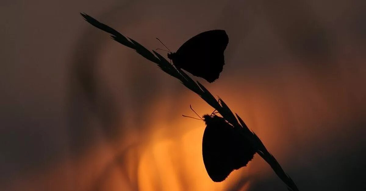 Ночная бабочка. Бабочка ночью. Бабочки в темноте. Бабочка во мраке. Спящие ночью бабочки