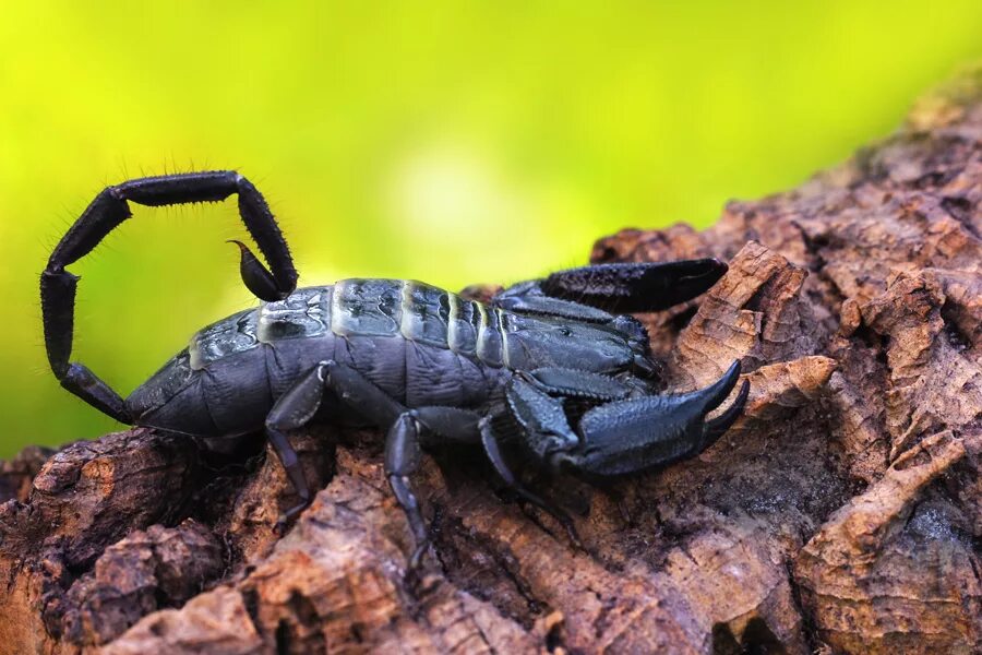 Императорский скорпион. Скорпион hadogenes troglodytes. Скорпион фото. Pandinus imperator. Черный толстохвостый скорпион.