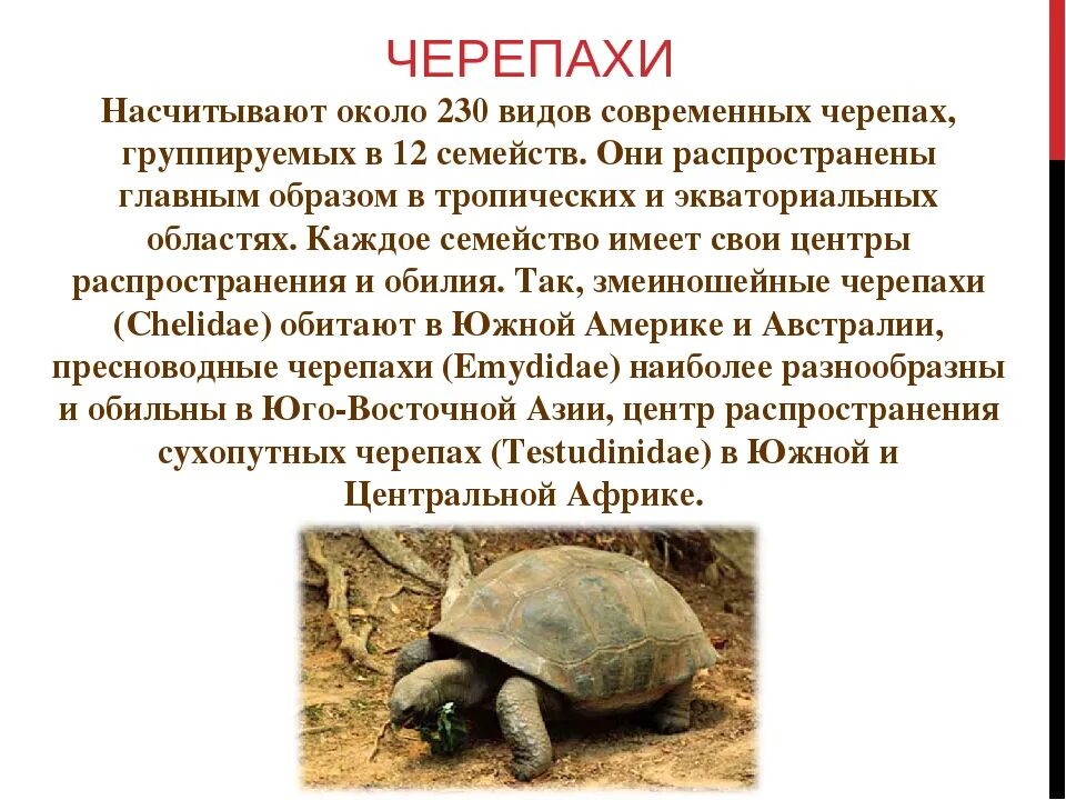 Сообщение о черепах. Характеристика черепахи. черепахи презентация. класс пресмыкающиеся черепахи. черепахи общая характеристика.