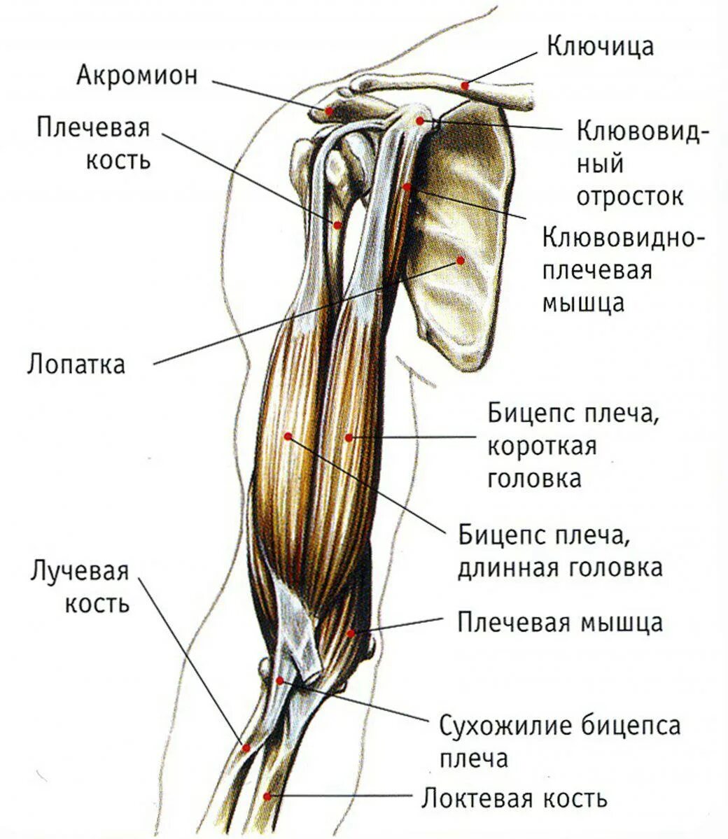 К чему крепится бицепс. Клювовидно плечевая мышца плеча. Двуглавая мышца плеча анатомия. Крепление бицепса к плечу. Мышцы верхней конечности двуглавая.