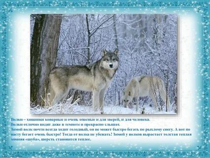 Животные зимой презентация