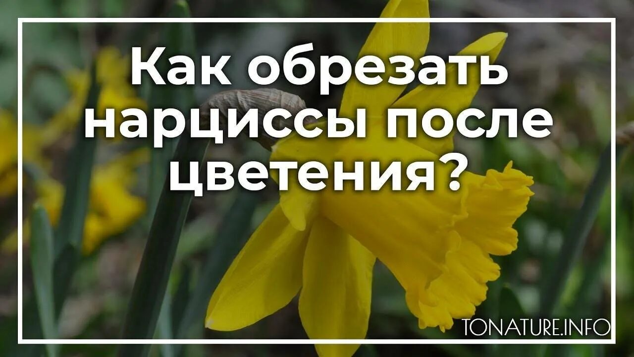 Почему любят нарциссов. Нарциссы после цветения. Нарциссы обрезка после цветения. После нарцисса. Нарциссы отцвели как обрезать.