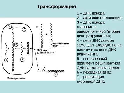 Трансформация клеток