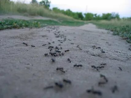 Приполз муравей на берег моря