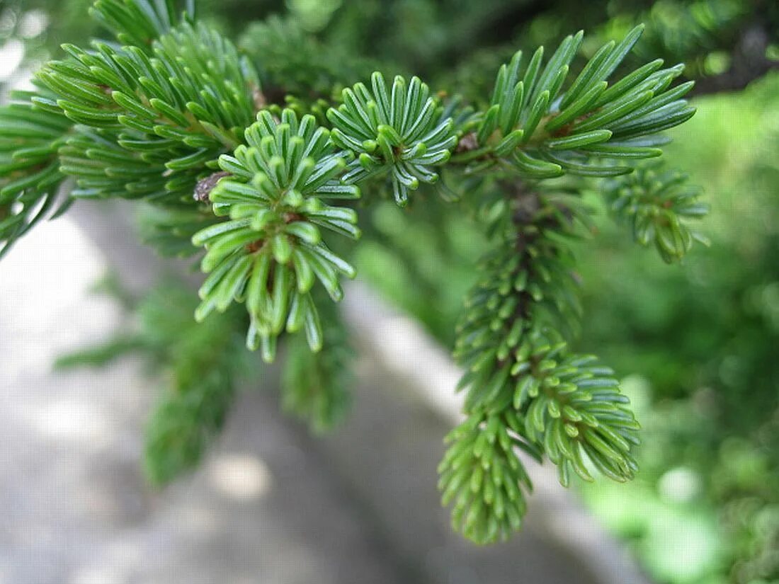 Многообразие ели. Ель Глена (Picea glehnii). Ель Глена Сахалин. Ель Глена - Picea glehnii (fr. Schmidt) Mast.. Ель Аянская Picea ajanensis.