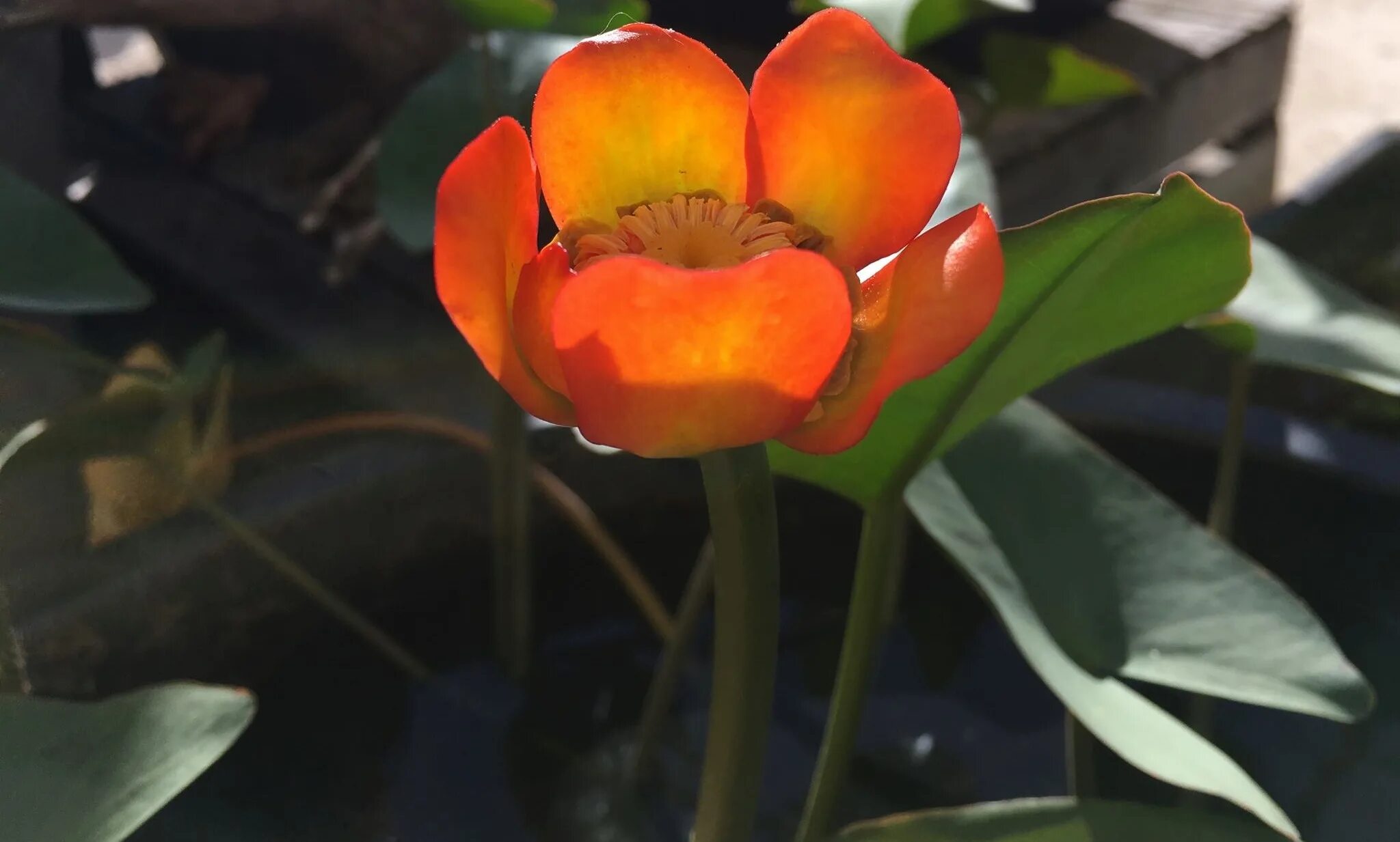 Nuphar japonica. Кубышка японская. Кубышка японская красная. Нимфея японская кубышка японская. Отключили кубышку