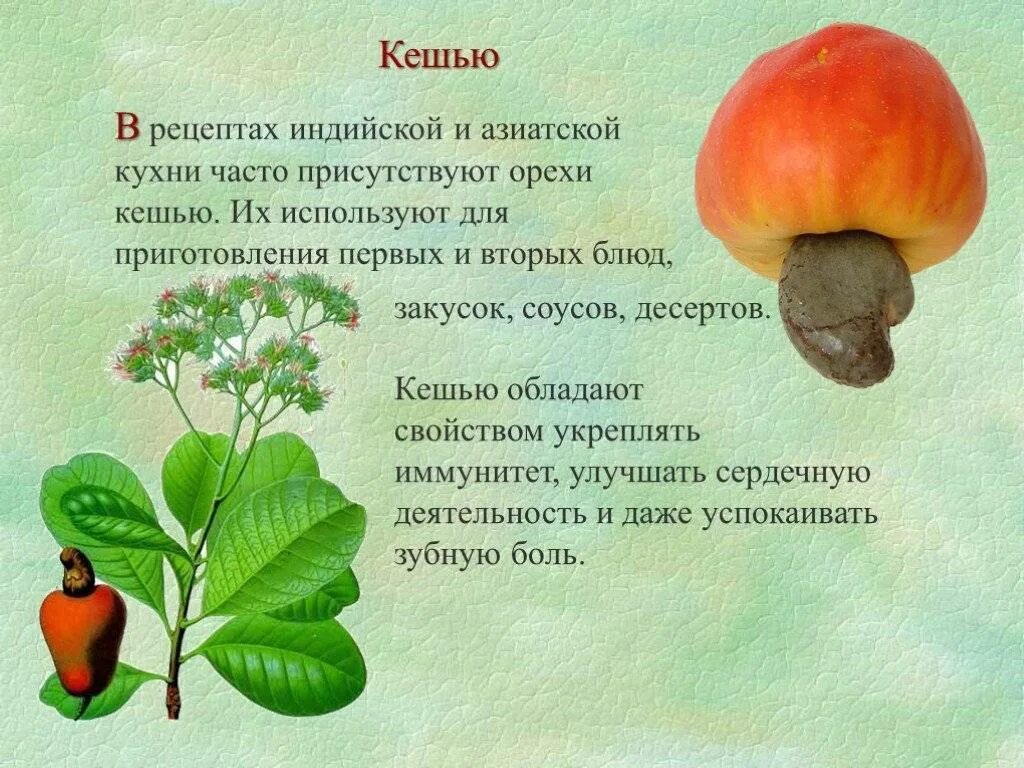 Польза орехов кешью. Фотосессии детей с орехами. Орехи кешью чем полезны. Орехи кешью чем полезны. Польза кешью для организма.